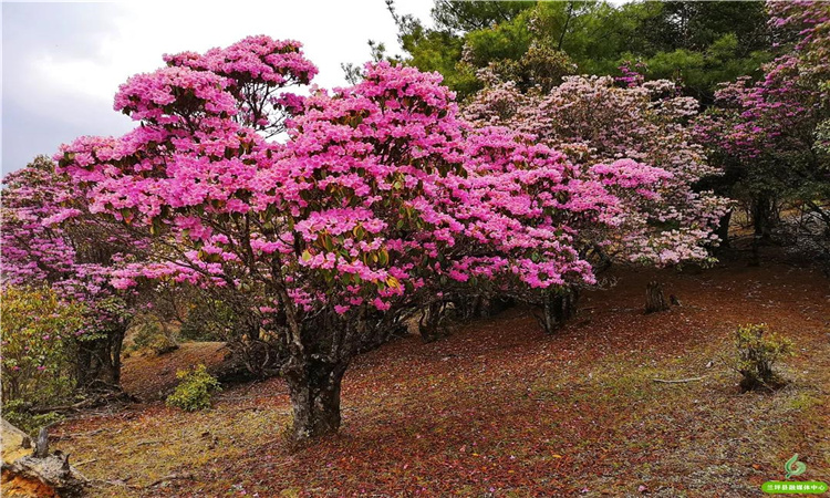 青巖山杜鵑花開漫山野 大美蘭坪等你來！